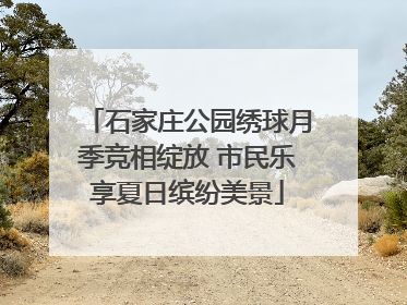 石家庄公园绣球月季竞相绽放 市民乐享夏日缤纷美景