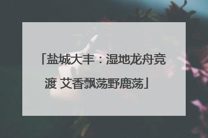 盐城大丰：湿地龙舟竞渡 艾香飘荡野鹿荡