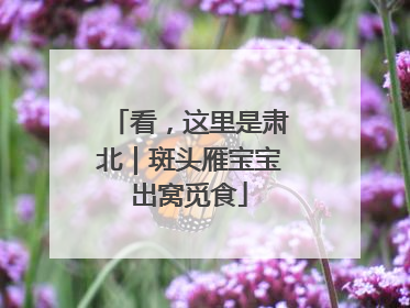 看，这里是肃北｜斑头雁宝宝出窝觅食