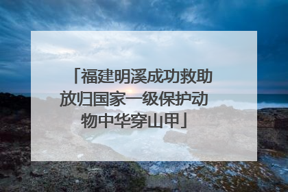 福建明溪成功救助放归国家一级保护动物中华穿山甲