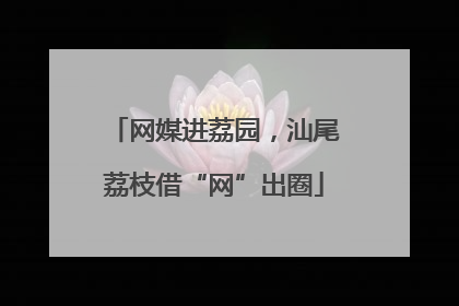 网媒进荔园，汕尾荔枝借“网”出圈