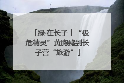 绿·在长子丨“极危精灵”黄胸鹀到长子营“旅游”