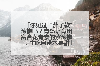 你见过“茄子款”辣椒吗？青岛培育出富含花青素的紫辣椒，生吃自带水果甜