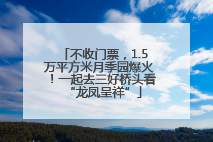 不收门票，1.5万平方米月季园爆火！一起去三好桥头看“龙凤呈祥”
