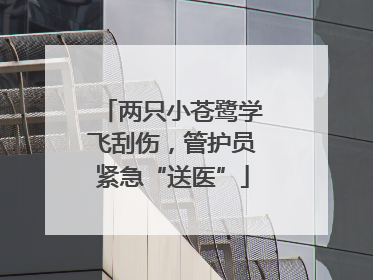 两只小苍鹭学飞刮伤，管护员紧急“送医”