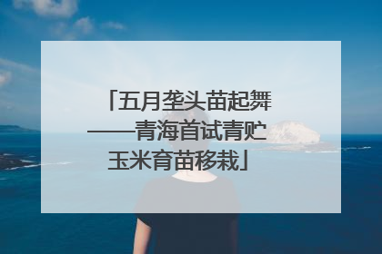 五月垄头苗起舞——青海首试青贮玉米育苗移栽