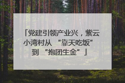 党建引领产业兴，紫云小湾村从 “靠天吃饭” 到 “抱团生金”