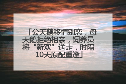 公天鹅移情别恋，母天鹅拒绝相亲，饲养员将“新欢”送走，时隔10天原配重逢