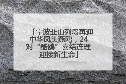 宁波韭山列岛再迎中华凤头燕鸥，24对“酷鸥”喜结连理迎接新生命