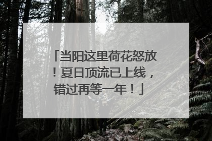 当阳这里荷花怒放！夏日顶流已上线，错过再等一年！