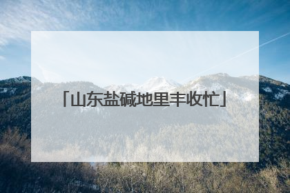 山东盐碱地里丰收忙