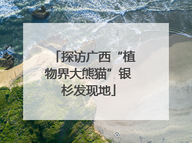 探访广西“植物界大熊猫”银杉发现地