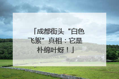 成都街头“白色飞絮”真相：它是朴绵叶蚜！