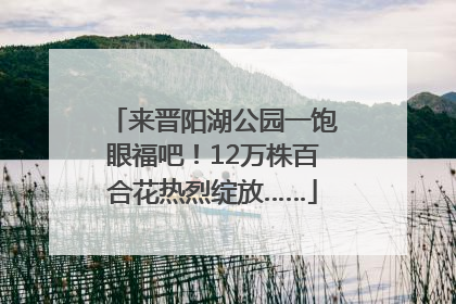 来晋阳湖公园一饱眼福吧！12万株百合花热烈绽放……
