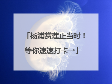 杨浦赏莲正当时！等你速速打卡→