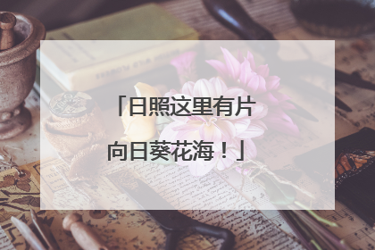 日照这里有片向日葵花海！