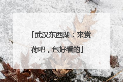 武汉东西湖：来赏荷吧，包好看的