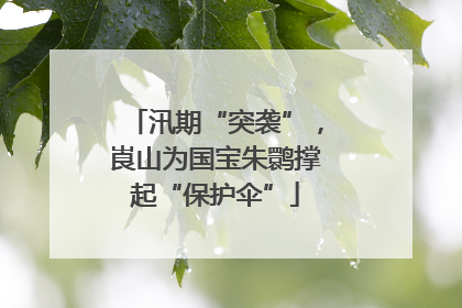 汛期“突袭”，崀山为国宝朱鹮撑起“保护伞”