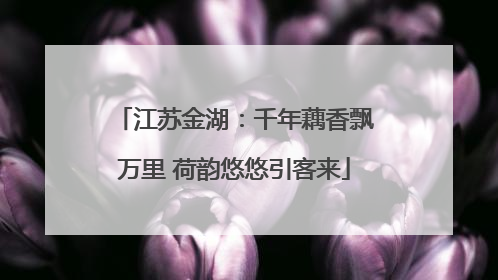 江苏金湖：千年藕香飘万里 荷韵悠悠引客来