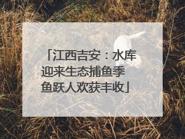 江西吉安：水库迎来生态捕鱼季 鱼跃人欢获丰收