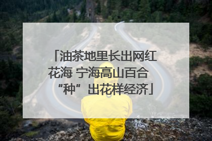 油茶地里长出网红花海 宁海高山百合“种”出花样经济