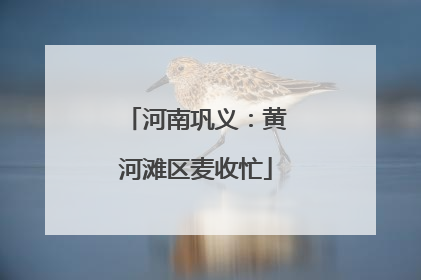 河南巩义：黄河滩区麦收忙