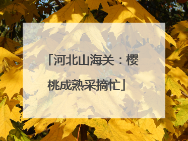 河北山海关：樱桃成熟采摘忙