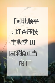 河北顺平：红杏压枝丰收季 田园采摘正当时