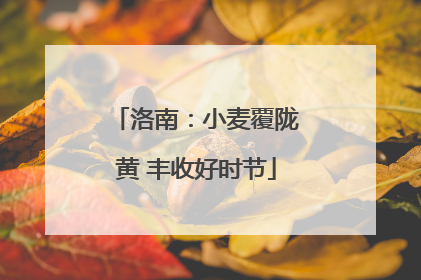 洛南：小麦覆陇黄 丰收好时节