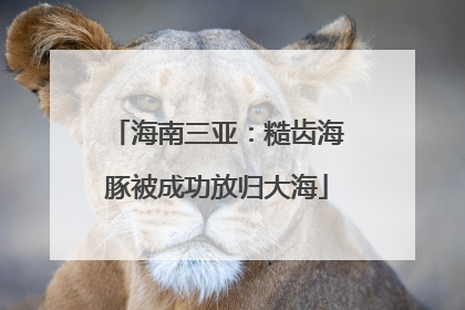 海南三亚：糙齿海豚被成功放归大海