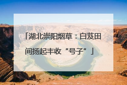 湖北崇阳烟草：白芨田间扬起丰收“号子”