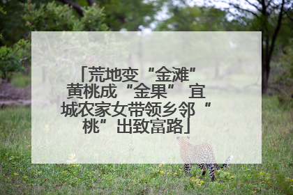 荒地变“金滩” 黄桃成“金果” 宜城农家女带领乡邻“桃”出致富路