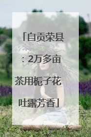 自贡荣县：2万多亩茶用栀子花吐露芳香