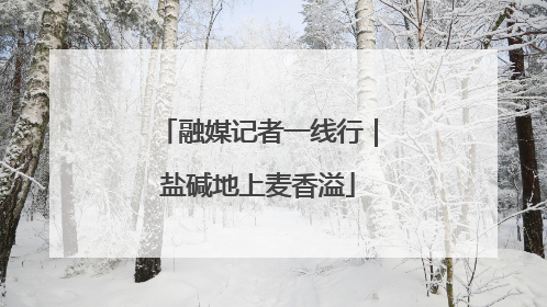 融媒记者一线行｜盐碱地上麦香溢