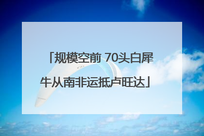 规模空前 70头白犀牛从南非运抵卢旺达