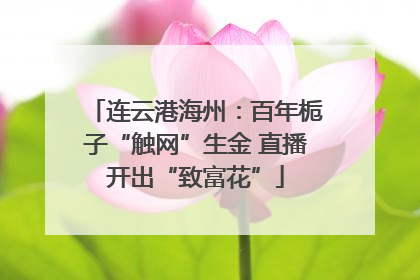 连云港海州：百年栀子“触网”生金 直播开出“致富花”