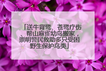 送牛背鹭、苍鹭疗伤、帮山麻雀幼鸟搬家，崇明警民救助多只受困野生保护鸟类