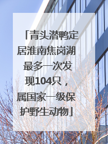 青头潜鸭定居淮南焦岗湖 最多一次发现104只，属国家一级保护野生动物