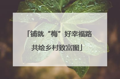 铺就“梅”好幸福路 共绘乡村致富图