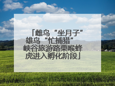 雌鸟“坐月子”雄鸟“忙捕猎” 峡谷旅游路栗喉蜂虎进入孵化阶段