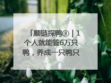 顺链探鸭③｜1个人就能管6万只鸭，养成一只鸭只需50多天
