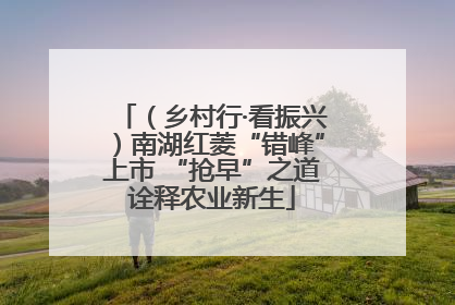 （乡村行·看振兴）南湖红菱“错峰”上市 “抢早”之道诠释农业新生