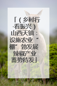 （乡村行·看振兴）山西天镇：设施农业“棚”勃发展 辣椒产业蓄势待发