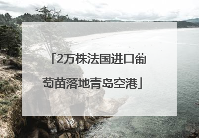2万株法国进口葡萄苗落地青岛空港